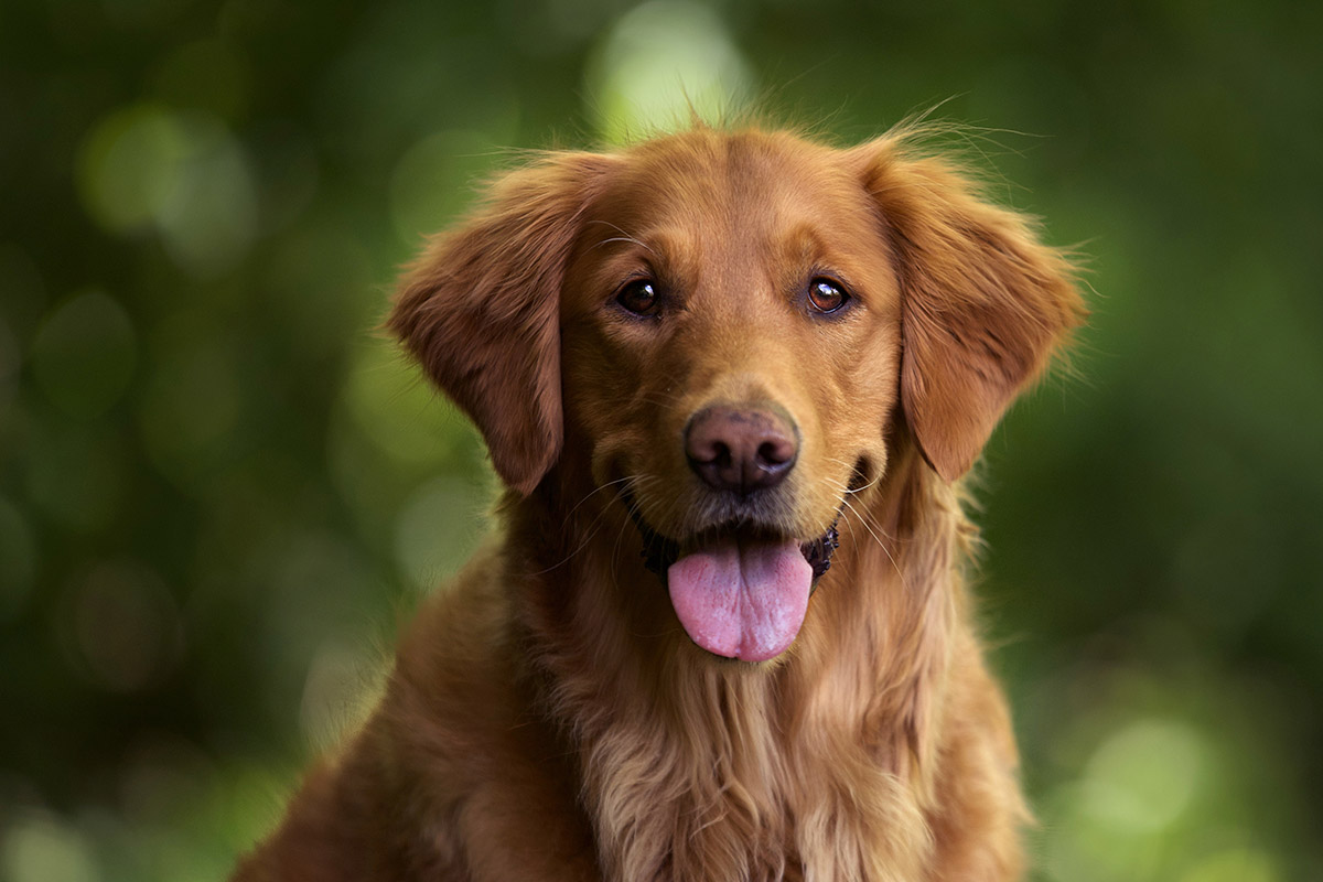 Read more about the article Easy Ways to Keep Your Dog Happy Every Day