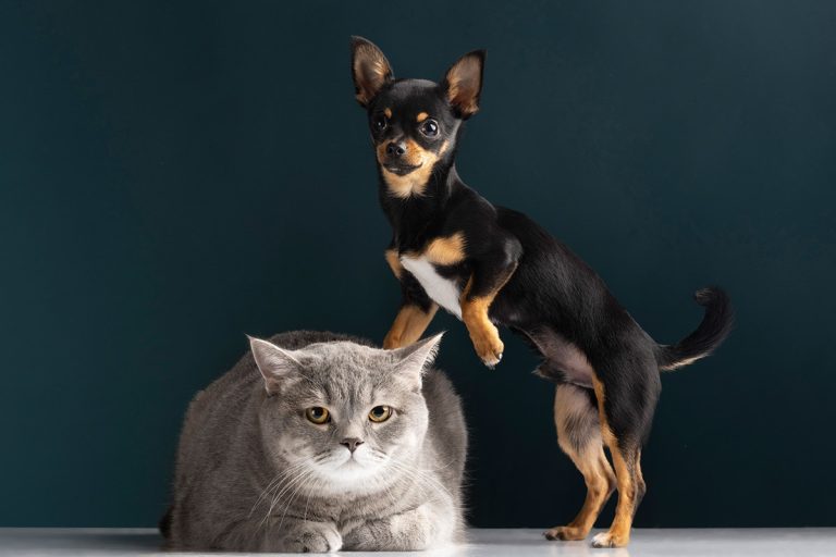 Tips for Introducing Dogs and Cats at Home